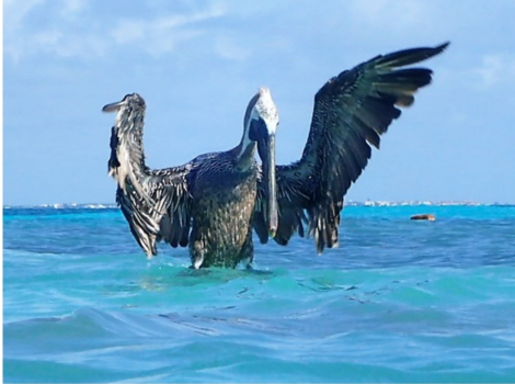 Mexico - fly away bird