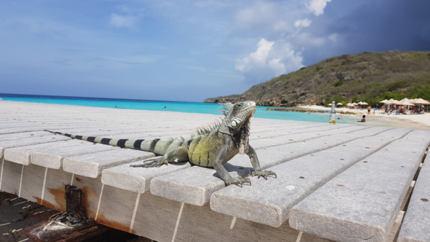 Curaçao - Wild life on the beach