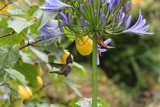 Costa Rica - Hummingbird, not to quick for my camera!