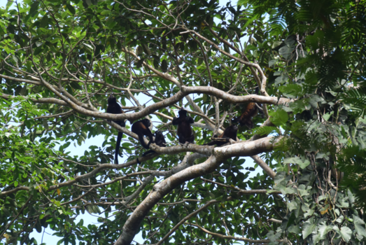 Costa Rica - Wakker worden! 5.30u 's ochtends, joooo gezellig :-)