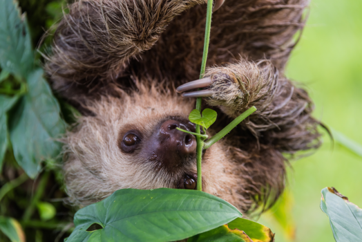 Rondreis hoogtepunten Costa Rica - Luiaard is niet te lui om te eten