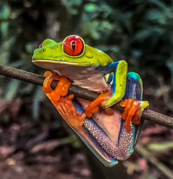 Rondreis hoogtepunten Costa Rica - Roodoogmakikikker ging er voor zitten voor dit mooie plaatje