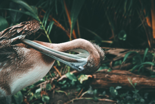 Costa Rica - Pelican washing hisself in front of the jungle