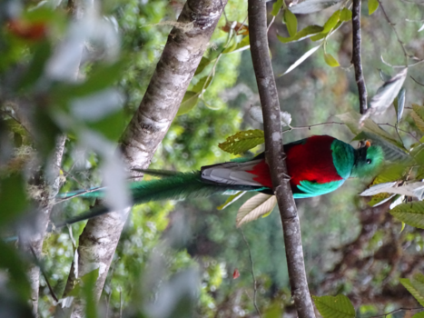 Costa Rica in drie weken - De Quetzal. De heilige vogel van de Maya's