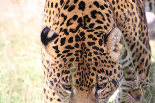Oaxacakust - Jaguar 1