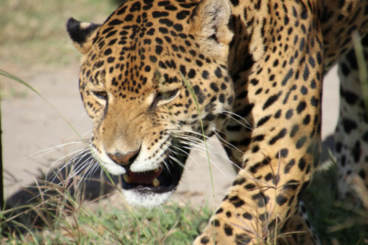 Oaxacakust - Jaguar 2