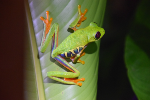 Costa Rica in drie weken - Kikker