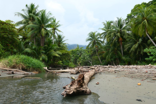 Costa Rica in drie weken - Van jungle naar zee