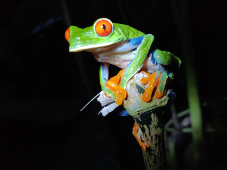 Costa Rica in drie weken - De kleurrijke kikker