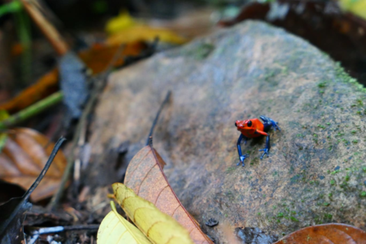 Costa Rica in drie weken