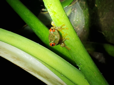 Rondreis hoogtepunten Costa Rica - Let's make eyecontact...
