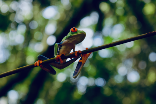 Costa Rica - De mooiste kikker ever