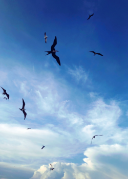 Caye Caulker - Pelicanstreet