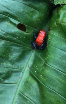 Rondreis Noord-Costa Rica - Gifkikker