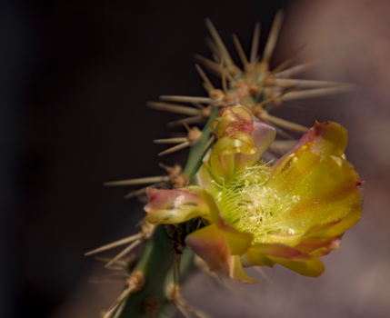 Oranjestad - Tropische cactusbloem