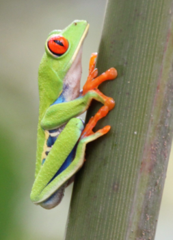 Costa Rica in drie weken - klimmer van de dag