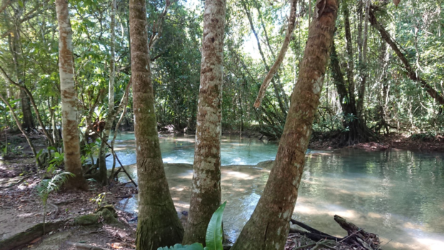 Jamaica - YS Falls: elysium