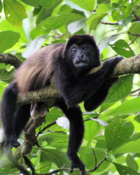 Costa Rica in drie weken - rustpunt