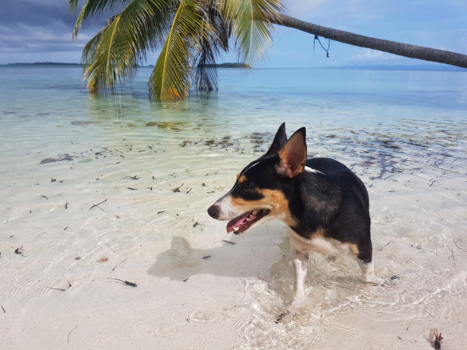 San Blas - Uit een vuilniszak, dobberend op het water, geredde Pippa meegenomen op zeilboot