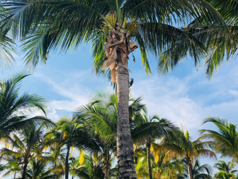 Mexico - Specht in de palm