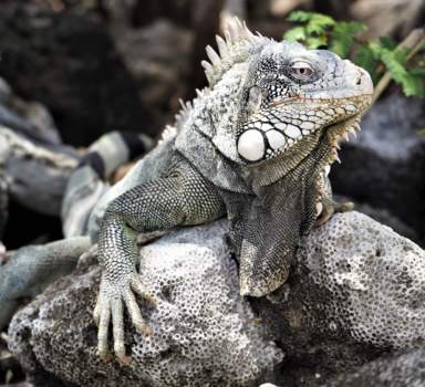 Bonaire - Leguaan