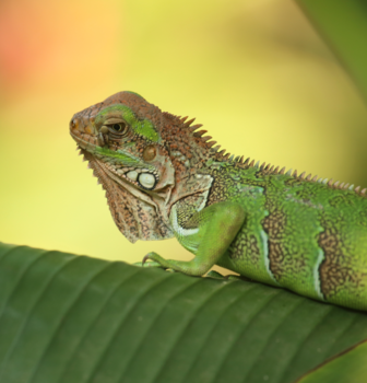 Rondreis Noord-Costa Rica - Close up