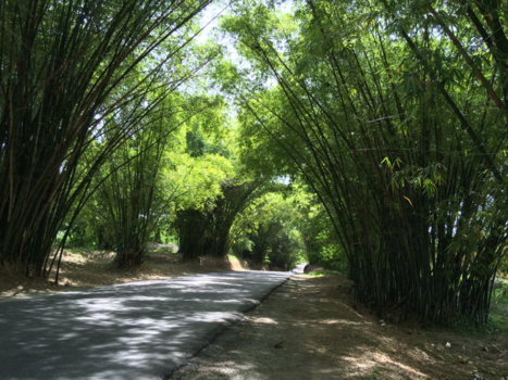 Jamaica - Bamboo Avenue , St Elisabeth