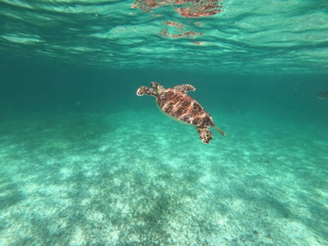 Mexico - Een heldere, blauwe wereld