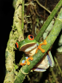 Rondreis Noord-Costa Rica - De bekende kikker