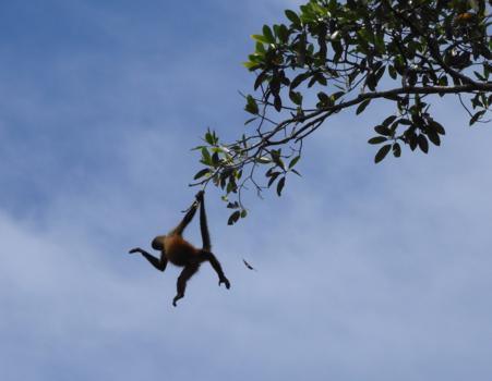 Tortuguero National Park - Jumping monkey doing the vogue