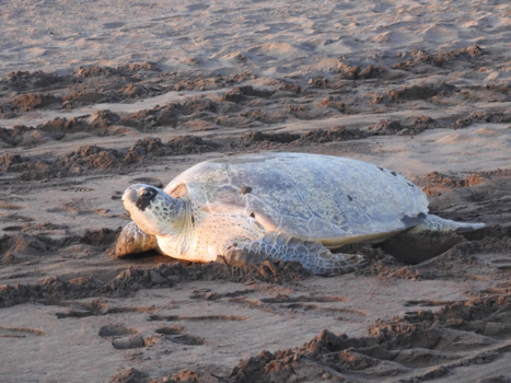 Tortuguero National Park - Turtle by sunrise