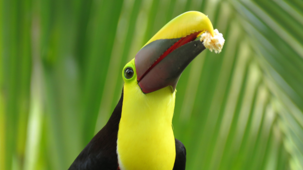 Rondreis hoogtepunten Costa Rica - Toekan in het noorden van Costa Rica