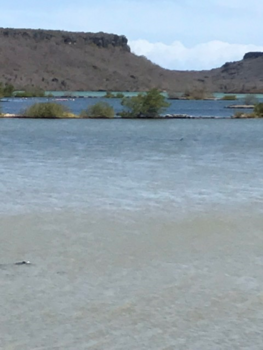 Curaçao - Flamingo’s