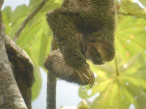 Costa Rica - Luiaard