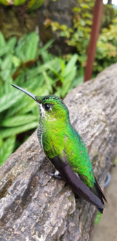 Costa Rica in drie weken