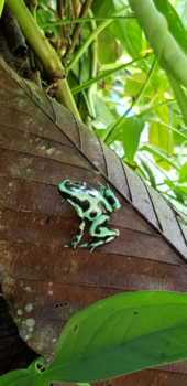 Costa Rica in drie weken