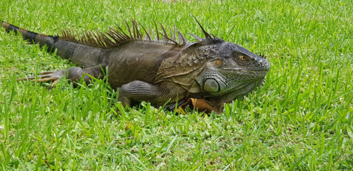 Costa Rica in drie weken