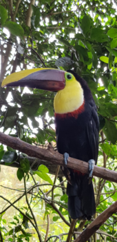 Costa Rica in drie weken