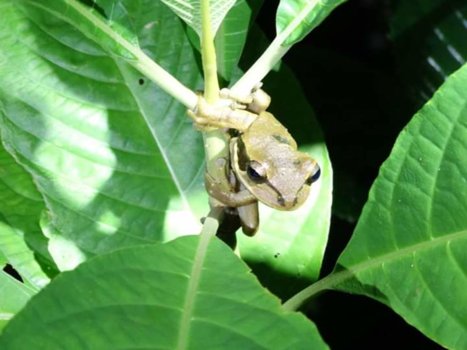 Rondreis hoogtepunten Costa Rica - Nachtfoto kikker