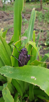 Costa Rica in drie weken