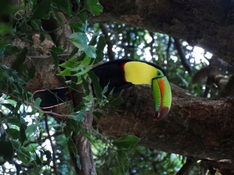 Costa Rica - Keel-Billed Tucan