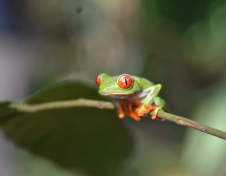 Costa Rica in drie weken - Red Eyed tree frog