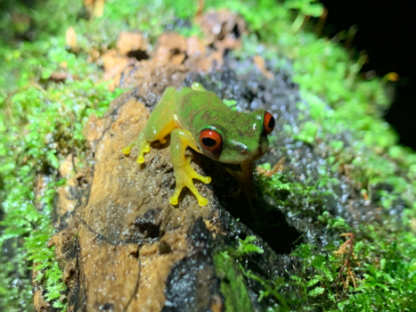 Costa Rica in drie weken - Nationale trots!