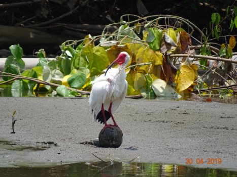 Costa Rica in drie weken - Witte Ibis op een cocosnoot