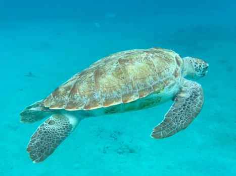 Curaçao - Surfs up dude