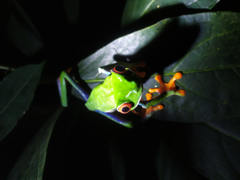 Monteverde Cloud Forest Reserve - Strike a pose
