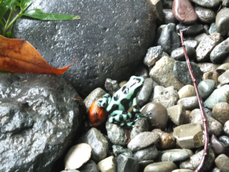 Costa Rica in drie weken - GROEN ZWARTE GIFKIKKER