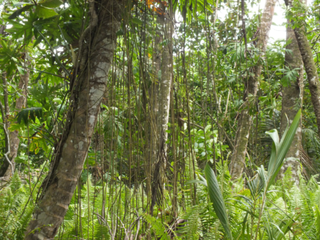 Costa Rica in drie weken - NATIONAL PARK