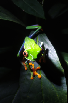 Monteverde Cloud Forest Reserve - Strike a pose