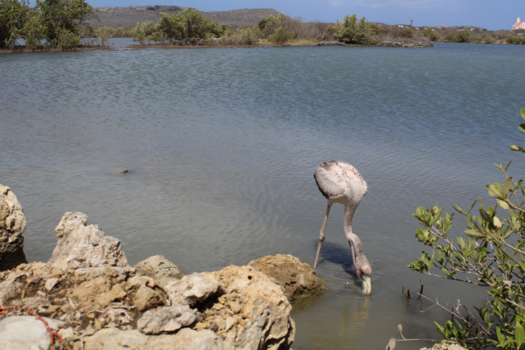 Curaçao - San Willibrordus, Curacao